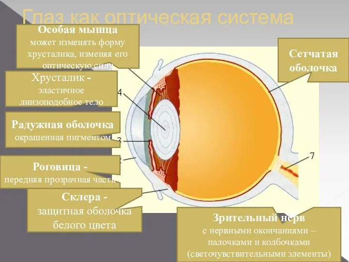 Глаз как оптическая система Склера - защитная оболочка белого цвета Роговица - передняя