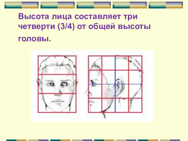 Высота лица составляет три четверти (3/4) от общей высоты головы.