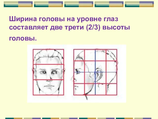 Ширина головы на уровне глаз составляет две трети (2/3) высоты головы.