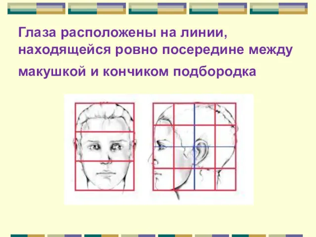 Глаза расположены на линии, находящейся ровно посередине между макушкой и кончиком подбородка
