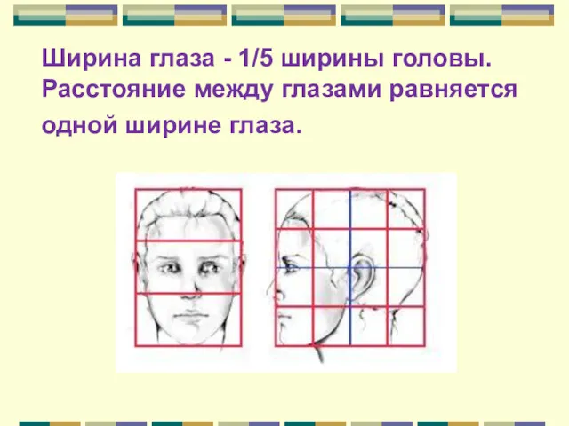 Ширина глаза - 1/5 ширины головы. Расстояние между глазами равняется одной ширине глаза.