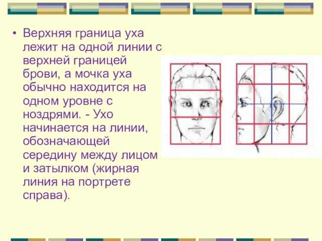 Верхняя граница уха лежит на одной линии с верхней границей брови, а мочка