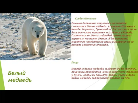 Белый медведь Самыми большими хищниками на планете считаются белые медведи,