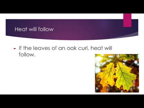 Heat will follow If the leaves of an oak curl, heat will follow.