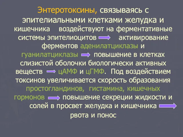 Энтеротоксины, связываясь с эпителиальными клетками желудка и кишечника воздействуют на