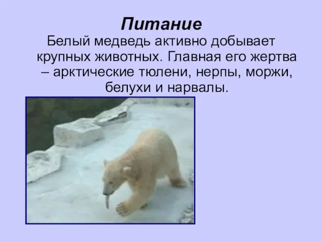 Питание Белый медведь активно добывает крупных животных. Главная его жертва