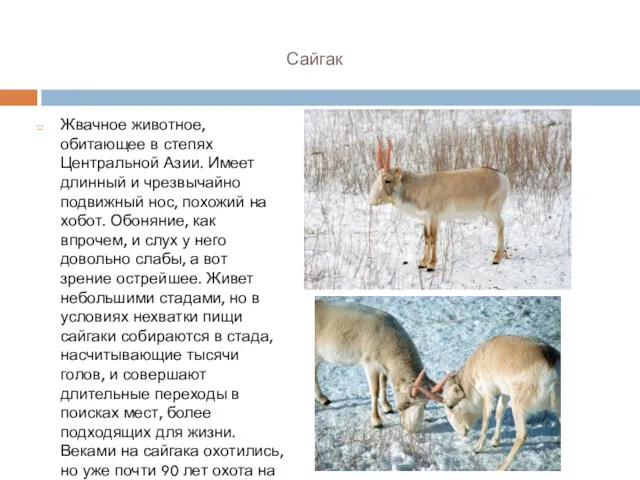 Сайгак Жвачное животное, обитающее в степях Центральной Азии. Имеет длинный
