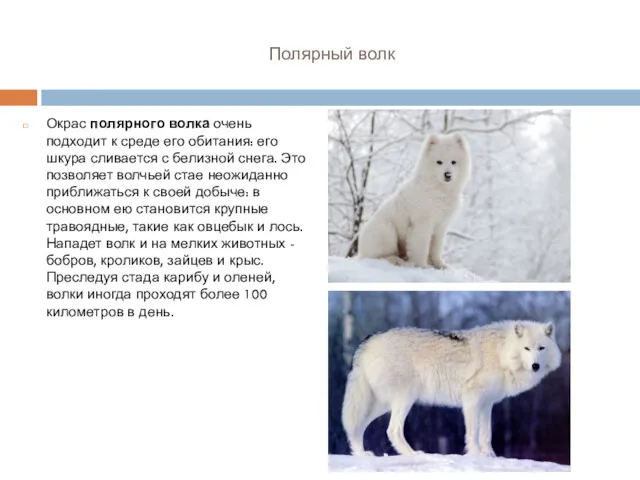 Полярный волк Окрас полярного волка очень подходит к среде его