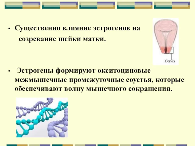 Существенно влияние эстрогенов на созревание шейки матки. Эстрогены формируют окситоциновые