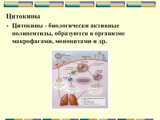 Цитокины Цитокины - биологически активные полипептиды, образуются в организме макрофагами, моноцитами и др.