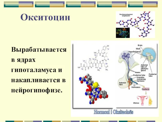 Окситоцин Вырабатывается в ядрах гипоталамуса и накапливается в нейрогипофизе.