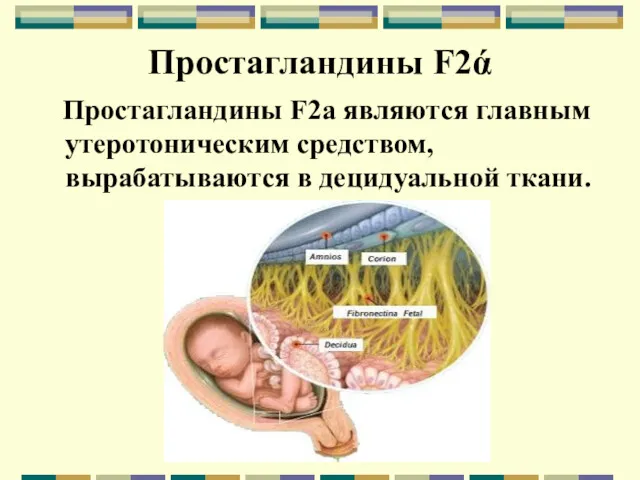 Простагландины F2ά Простагландины F2a являются главным утеротоническим средством, вырабатываются в децидуальной ткани.