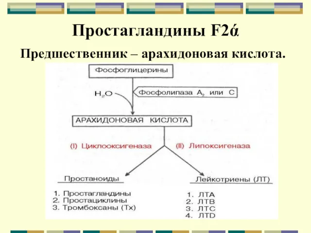 Простагландины F2ά Предшественник – арахидоновая кислота.