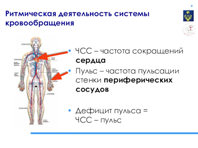 Ритмическая деятельность системы кровообращения ЧСС – частота сокращений сердца Пульс