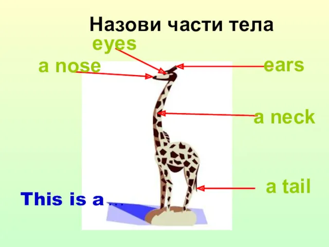 This is a … Назови части тела eyes a nose ears a neck a tail