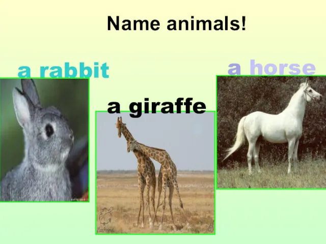 Name animals! a rabbit a giraffe a horse