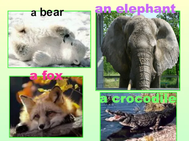 an elephant a fox a crocodile a bear