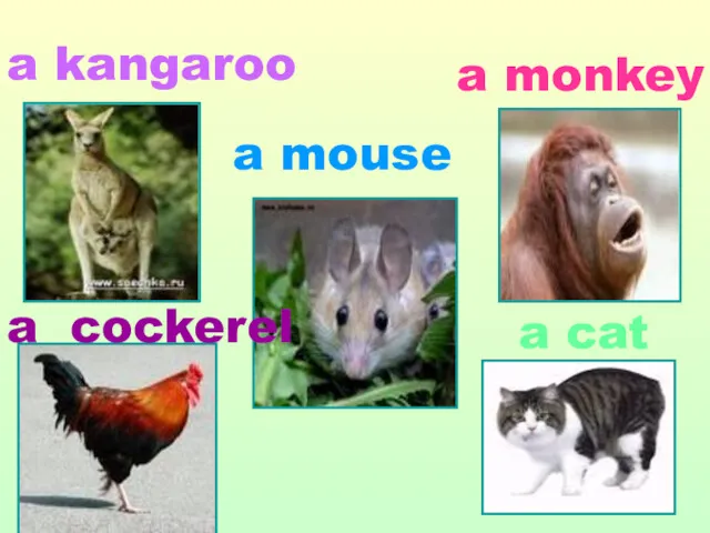 a kangaroo a mouse a monkey a cockerel a cat