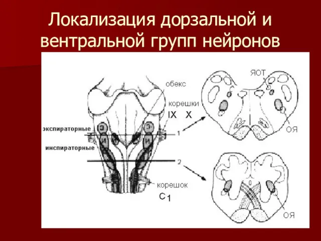 Локализация дорзальной и вентральной групп нейронов