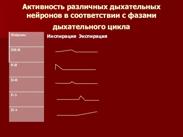 Активность различных дыхательных нейронов в соответствии с фазами дыхательного цикла Инспирация Экспирация