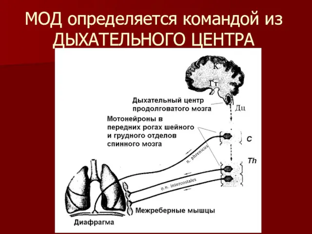 МОД определяется командой из ДЫХАТЕЛЬНОГО ЦЕНТРА