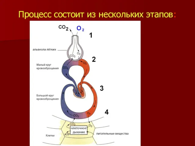 Процесс состоит из нескольких этапов: