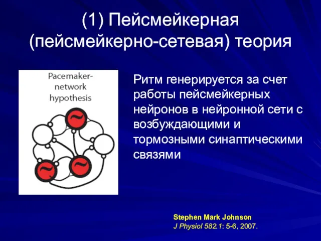 (1) Пейсмейкерная (пейсмейкерно-сетевая) теория Ритм генерируется за счет работы пейсмейкерных