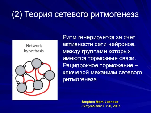 (2) Теория сетевого ритмогенеза Ритм генерируется за счет активности сети