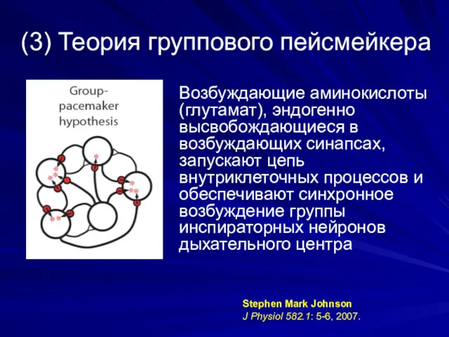 (3) Теория группового пейсмейкера Возбуждающие аминокислоты (глутамат), эндогенно высвобождающиеся в