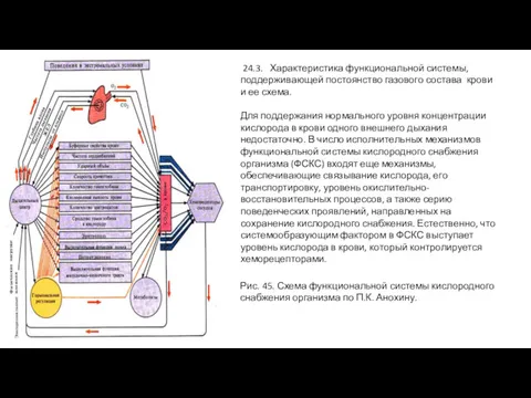 24.3. Характеристика функциональной системы, поддерживающей постоянство газового состава крови и