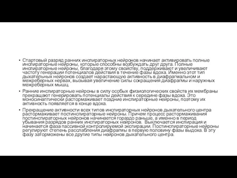 Стартовый разряд ранних инспираторных нейронов начинает активировать полные инспираторные нейроны,