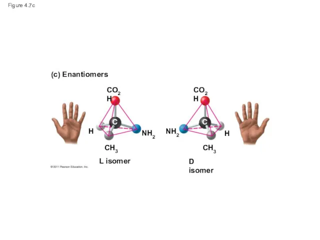 Figure 4.7c (c) Enantiomers CO2H CO2H CH3 H NH2 L isomer NH2 CH3 H D isomer