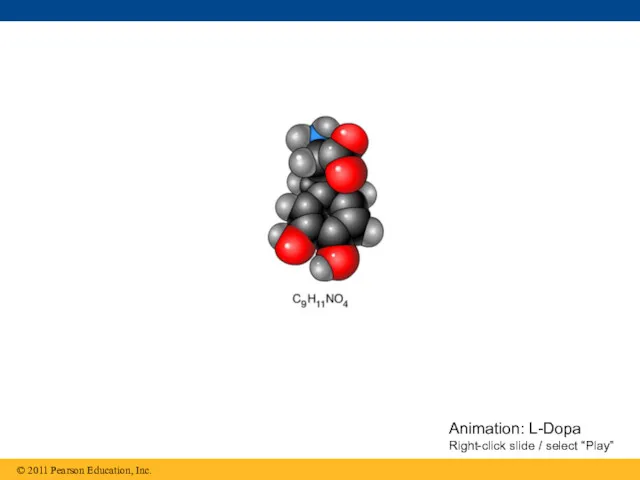Animation: L-Dopa Right-click slide / select “Play”