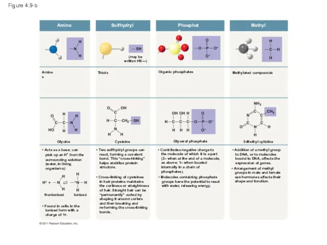 Figure 4.9-b Amino Sulfhydryl Phosphate Methyl Methylated compounds Organic phosphates