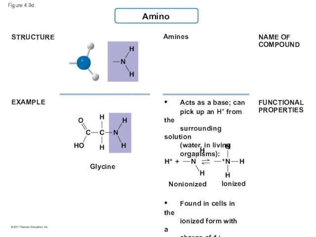 Amino Amines Glycine STRUCTURE EXAMPLE • Acts as a base;