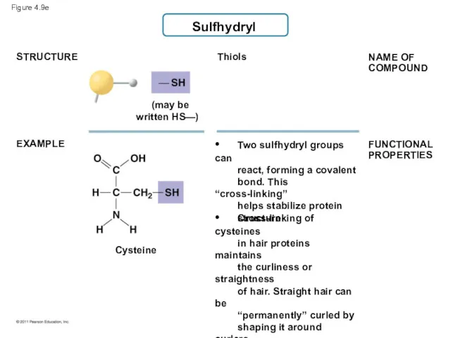 Sulfhydryl Thiols (may be written HS—) STRUCTURE EXAMPLE • Two