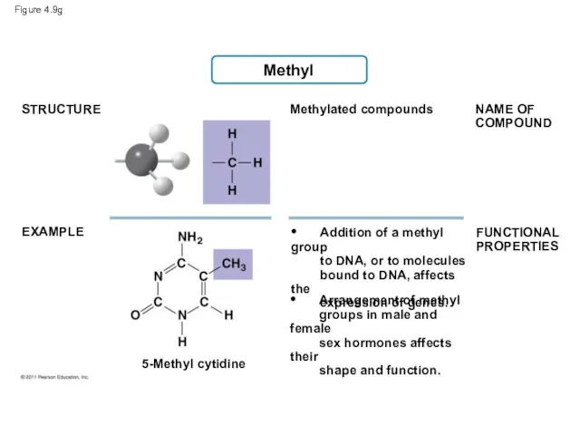 Figure 4.9g Methyl STRUCTURE EXAMPLE NAME OF COMPOUND FUNCTIONAL PROPERTIES