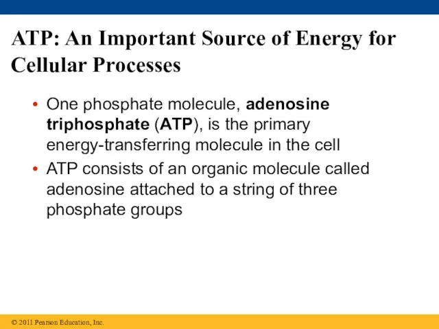 ATP: An Important Source of Energy for Cellular Processes One