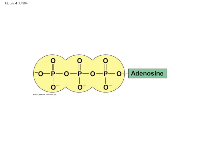 Figure 4. UN04 Adenosine