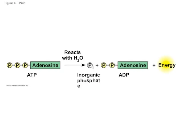 Figure 4. UN05 Adenosine Adenosine Reacts with H2O Inorganic phosphate ATP ADP Energy