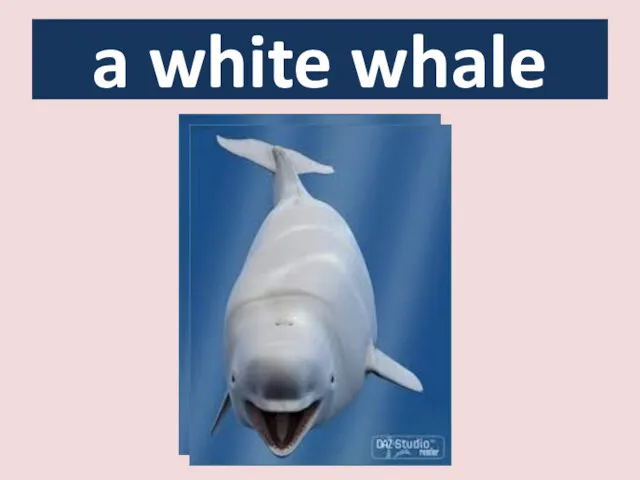 a white whale
