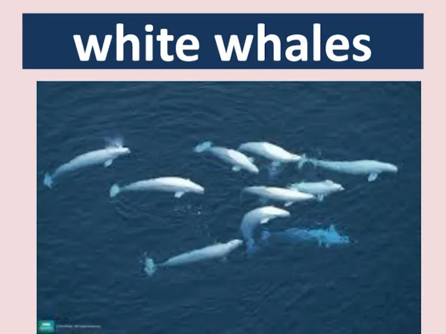 white whales