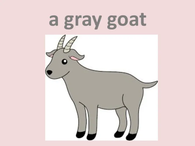 a gray goat