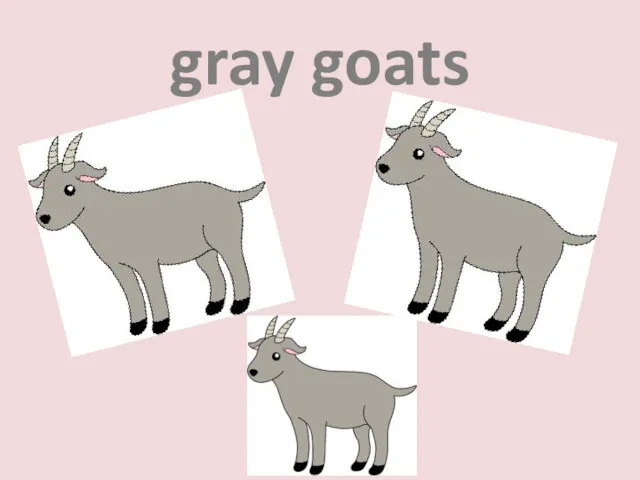gray goats