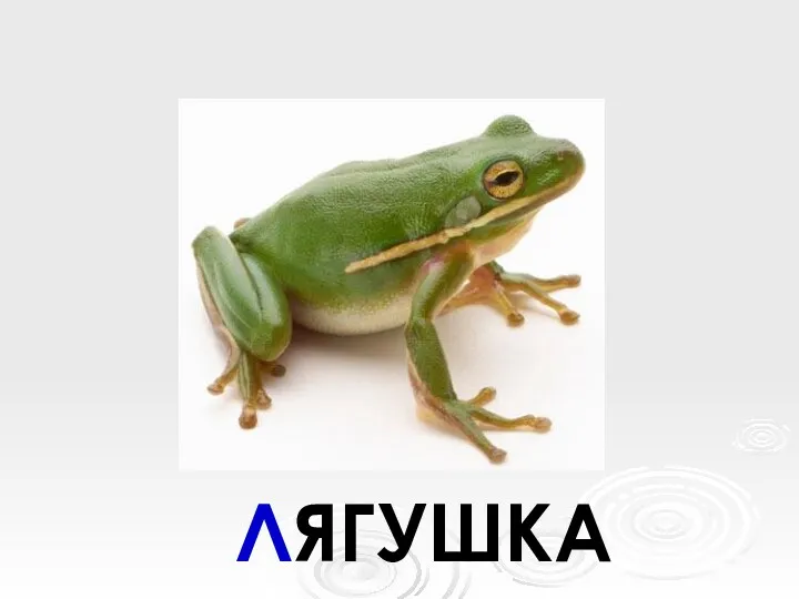 ЛЯГУШКА