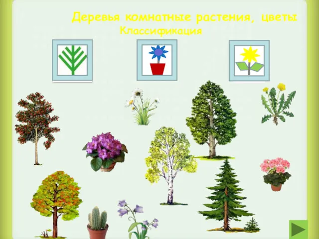 Деревья комнатные растения, цветы Классификация