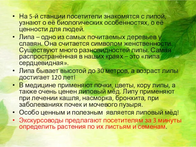 На 5-й станции посетители знакомятся с липой, узнают о её биологических особенностях, о