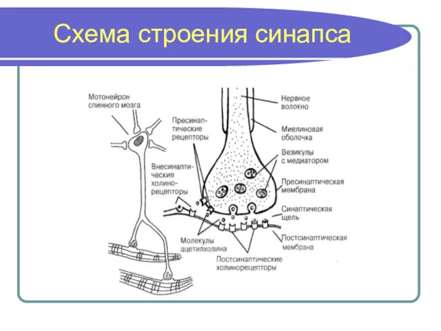 Схема строения синапса