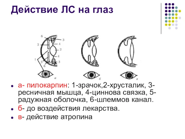 Действие ЛС на глаз а- пилокарпин: 1-зрачок,2-хрусталик, 3-ресничная мышца, 4-циннова связка, 5-радужная оболочка,