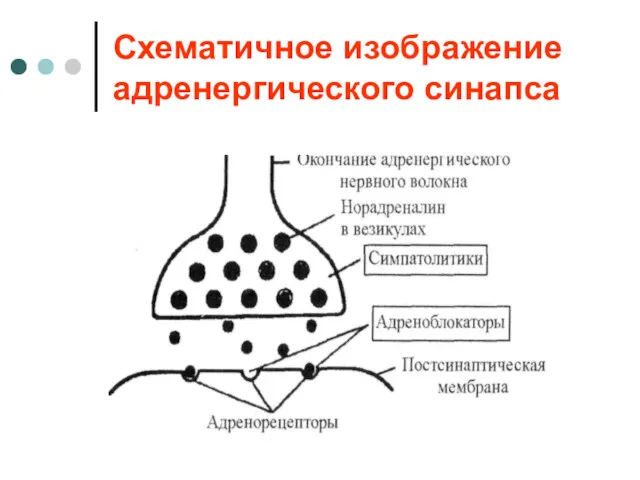 Схематичное изображение адренергического синапса